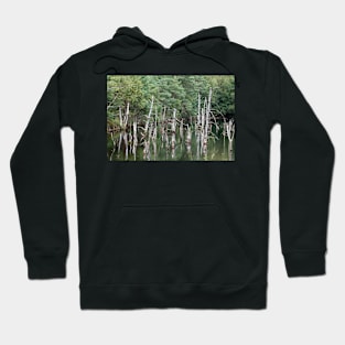 Pietzmoor, Schneverdingen, Lueneburg Heath, Lower Saxony, Germany Hoodie